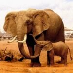 The Elephant Unlimited Money Mod Apk 1.1.9