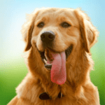 Virtual Pet Dog Sim Dog Games Unlimited Money Mod Apk 1.0